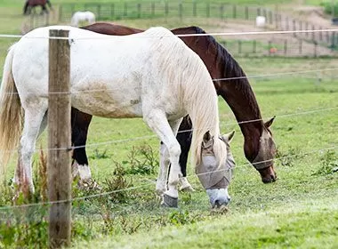 Which of 304 and 316 stainless steel wire is more suitable for electric fence polywire