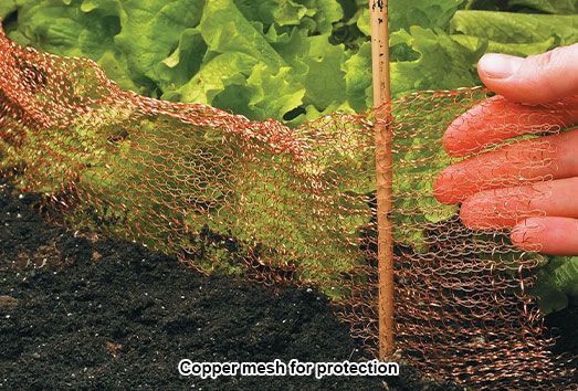 红铜网_26_compressed.jpg 红铜网_26_compressed.jpg