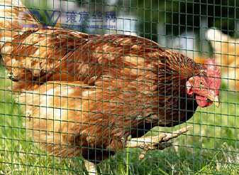 PVC coated wire mesh is suitable for fencing, garden protection, animal enclosures, construction, and decorative purposes.