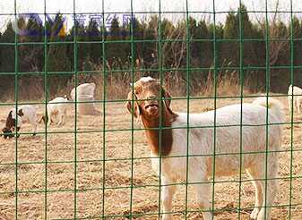 PVC coated wire mesh is suitable for fencing, garden protection, animal enclosures, construction, and decorative purposes.